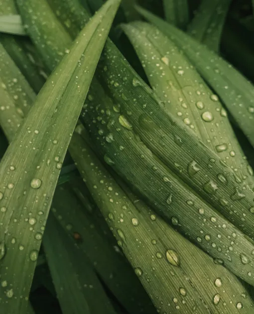 Close-up of lush green leaves with water droplets after rain