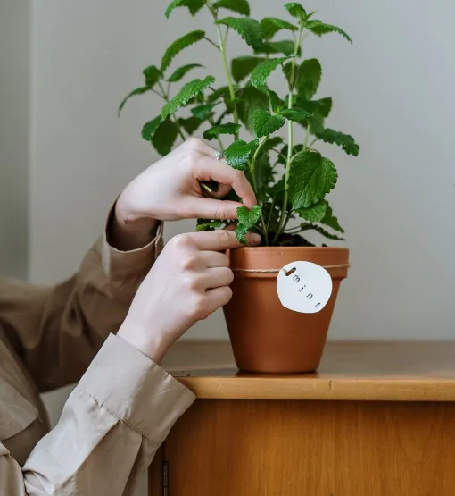 Hands tending to a potted mint plant with a "mint" tag.