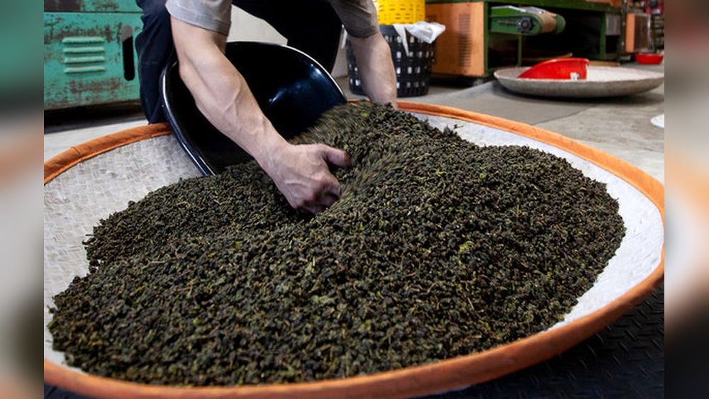 Hands pouring bulk green tea leaves into a large woven tray for wholesale