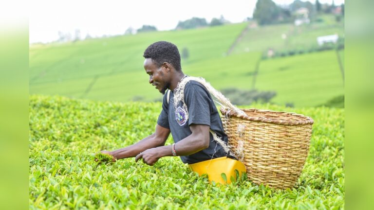 Man harvesting fresh tea leaves on a lush green tea farm