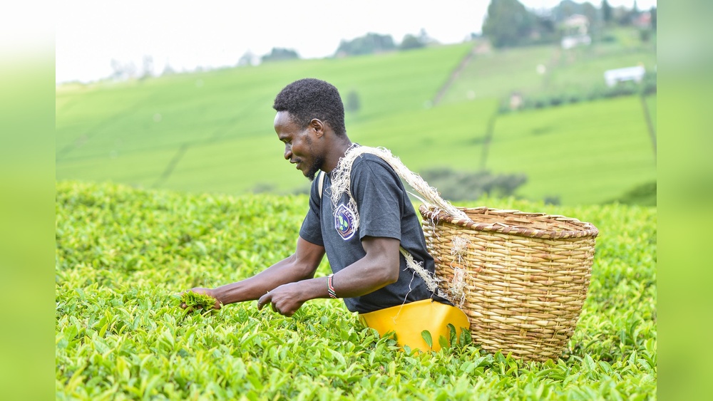 Man harvesting fresh tea leaves on a lush green tea farm