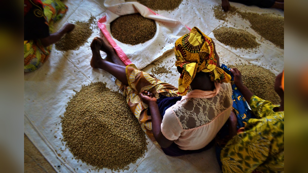 Rwandan women sorting coffee beans, crucial to Rwanda's economy.